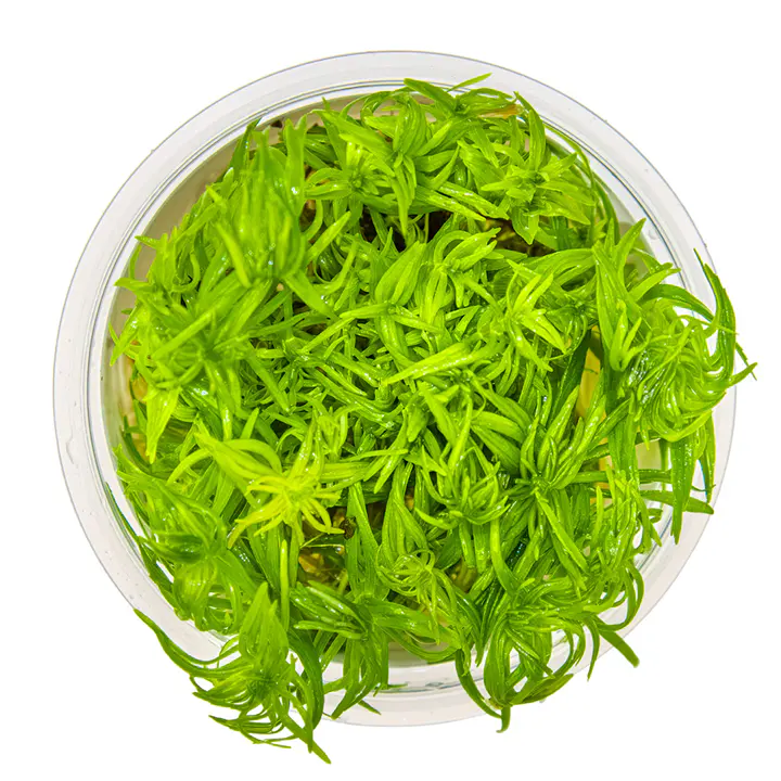 德干刺蕊草细节图 2