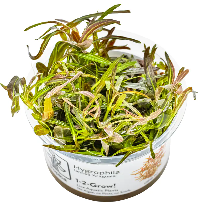阿拉瓜亚细节图 1