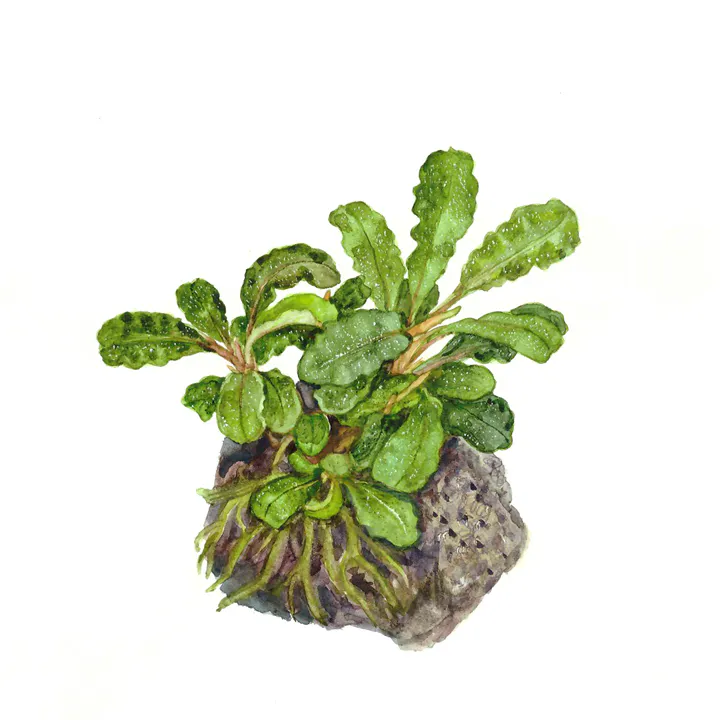 黑山辣椒榕