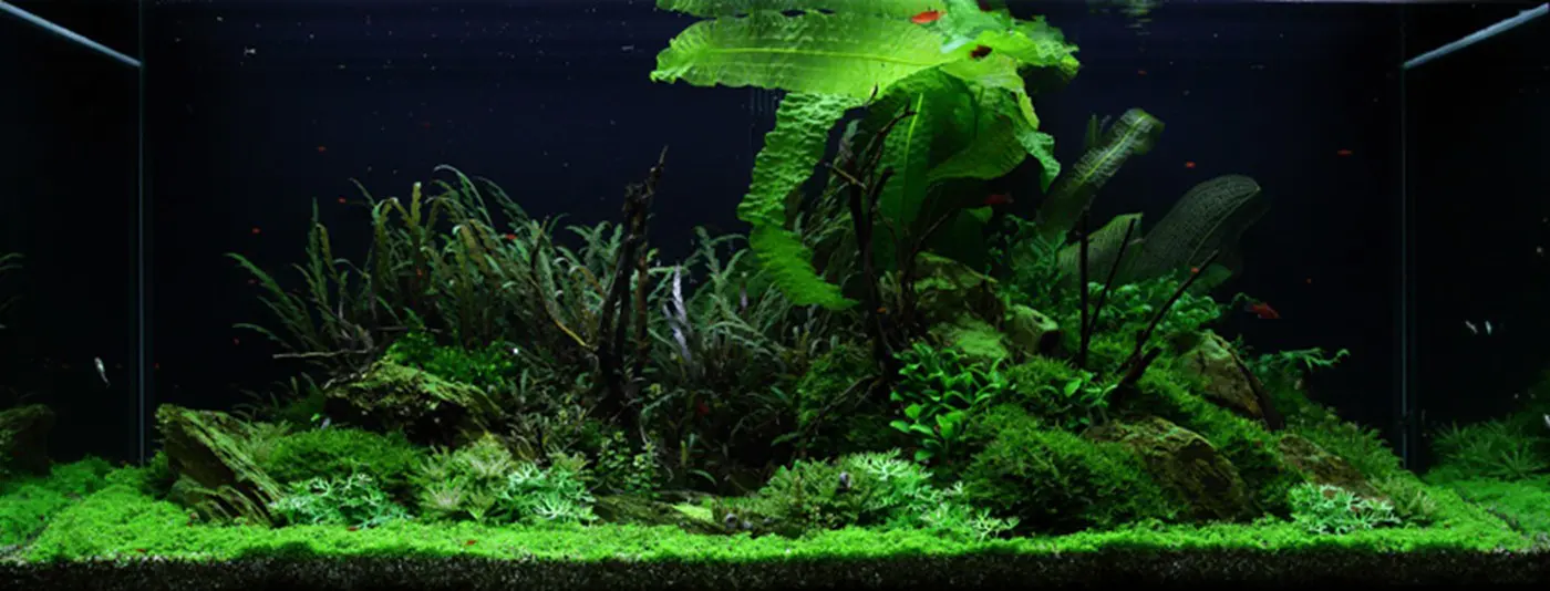 造景 52