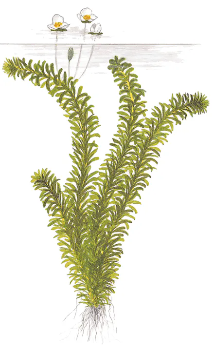水蕴草