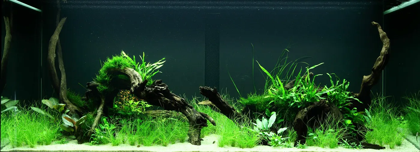 造景 95造景图片 5