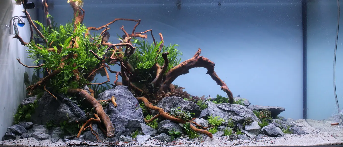 古典自然造景图片 10