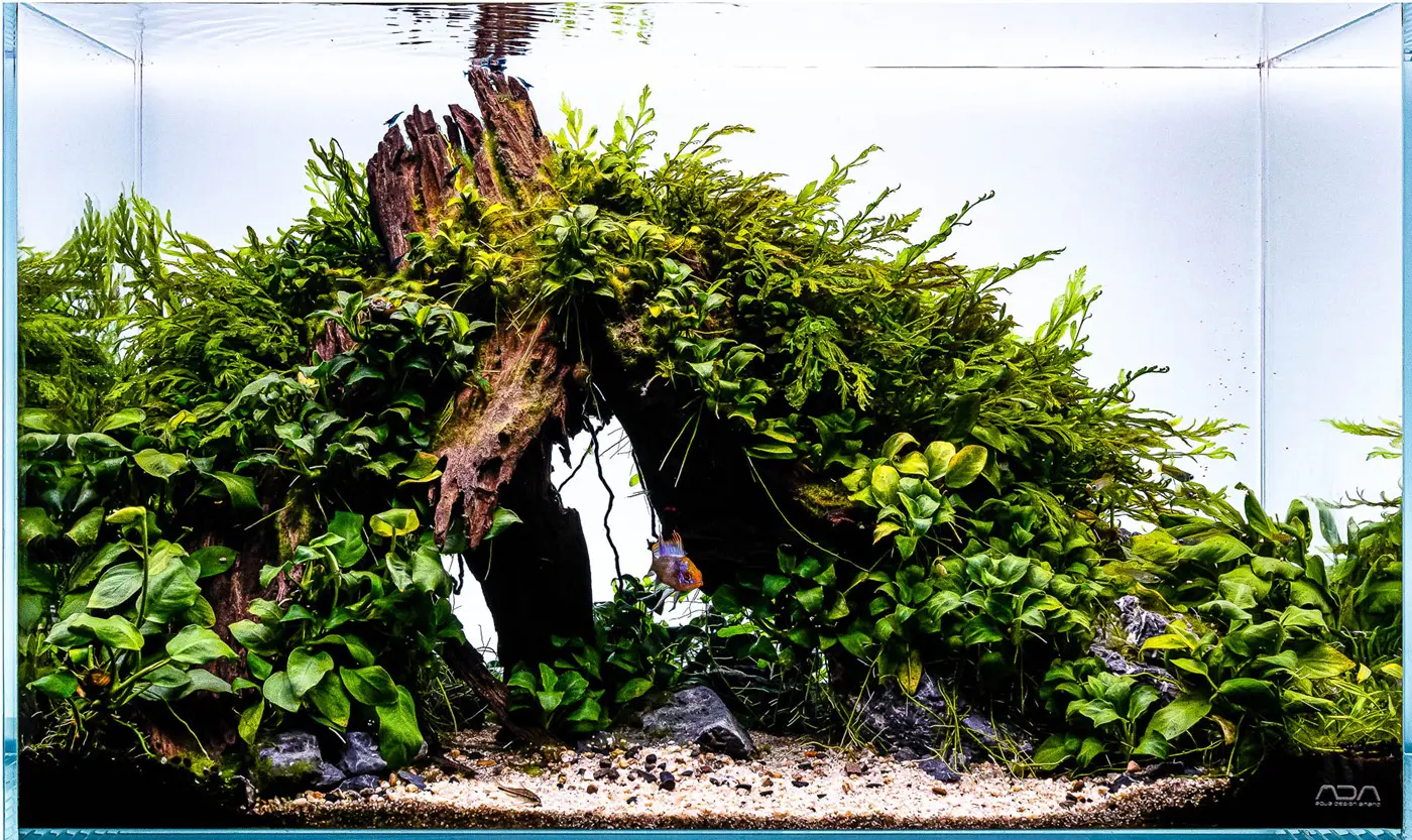 造景 124：Ndokulandela