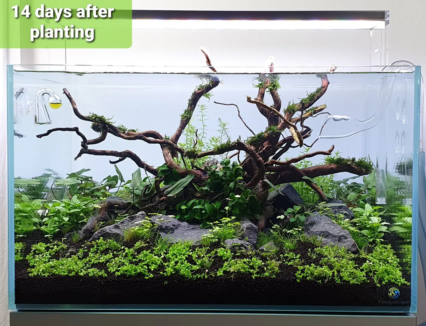 造景 122:Jungle Tyne造景图片 7