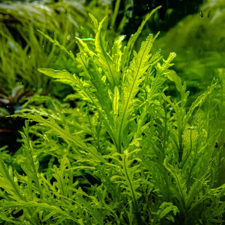 香水蓑衣细节图 4