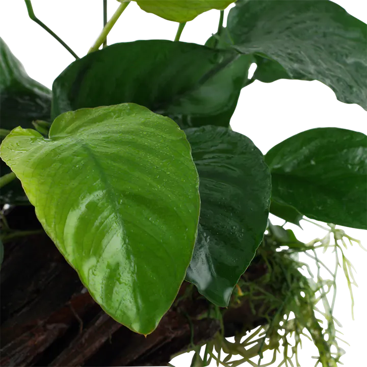 芭特榕细节图 3