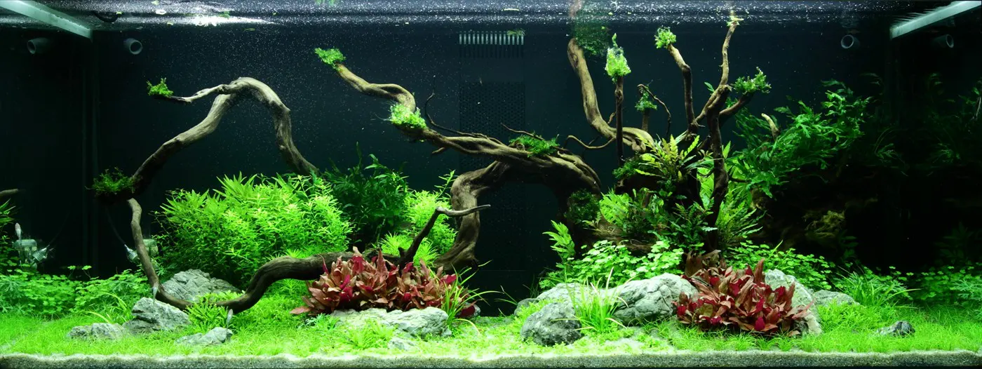 造景 96造景图片 4