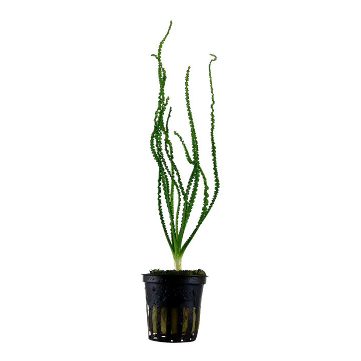 小喷泉草细节图 1
