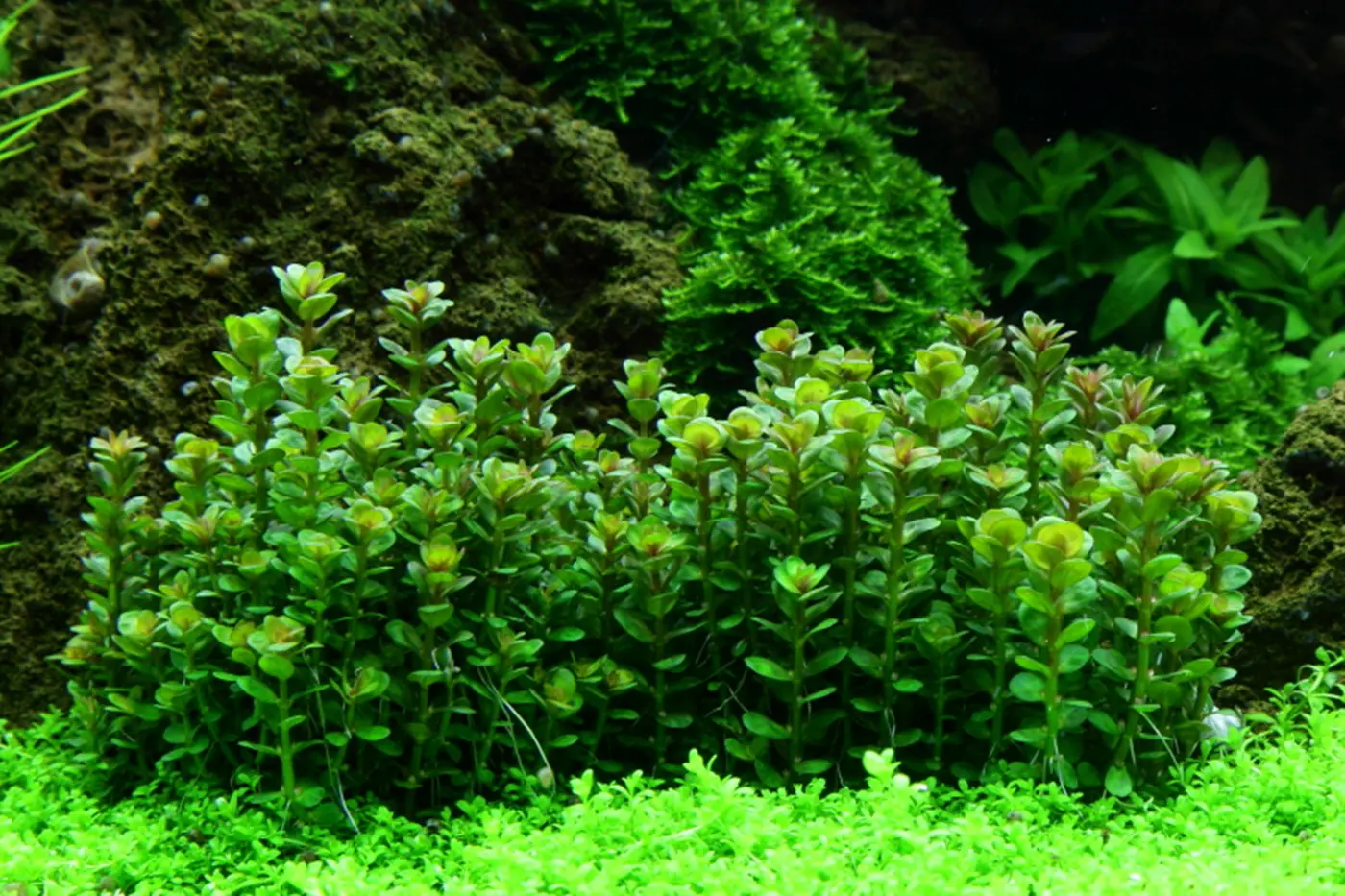 造景 53造景图片 8