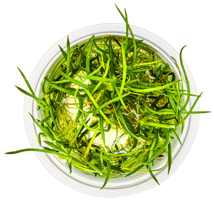 仙人掌草皮细节图 2