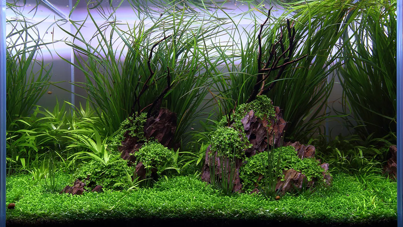 造景 113