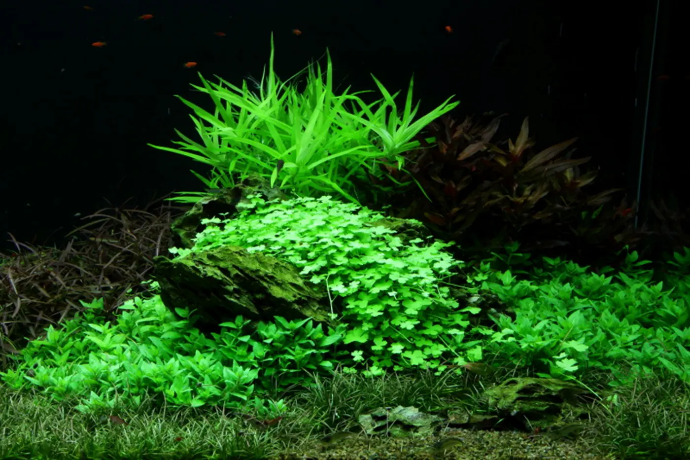 造景 50造景图片 15