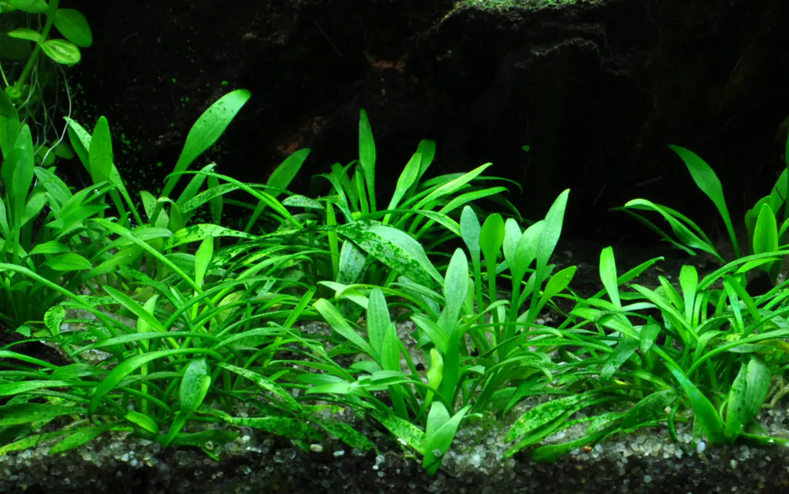 迷你椒草细节图 3