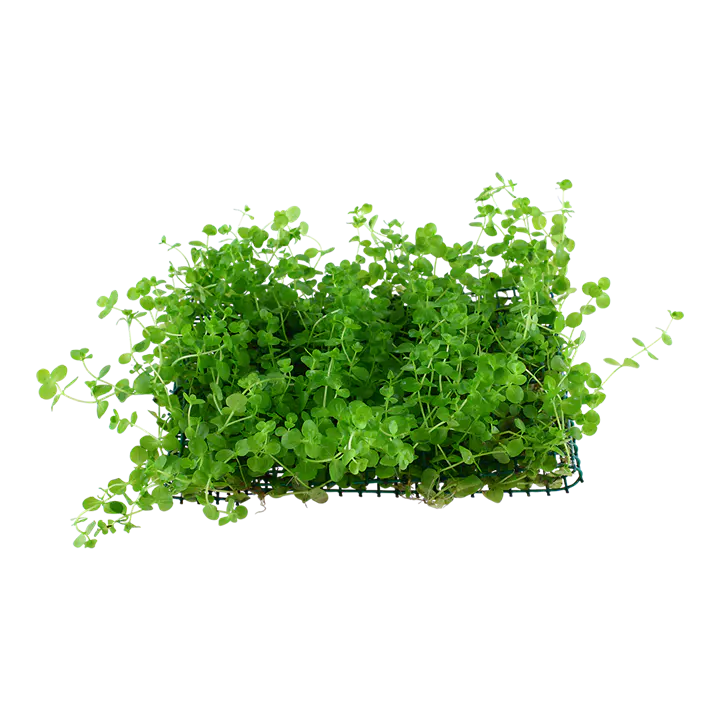大珍珠草细节图 2