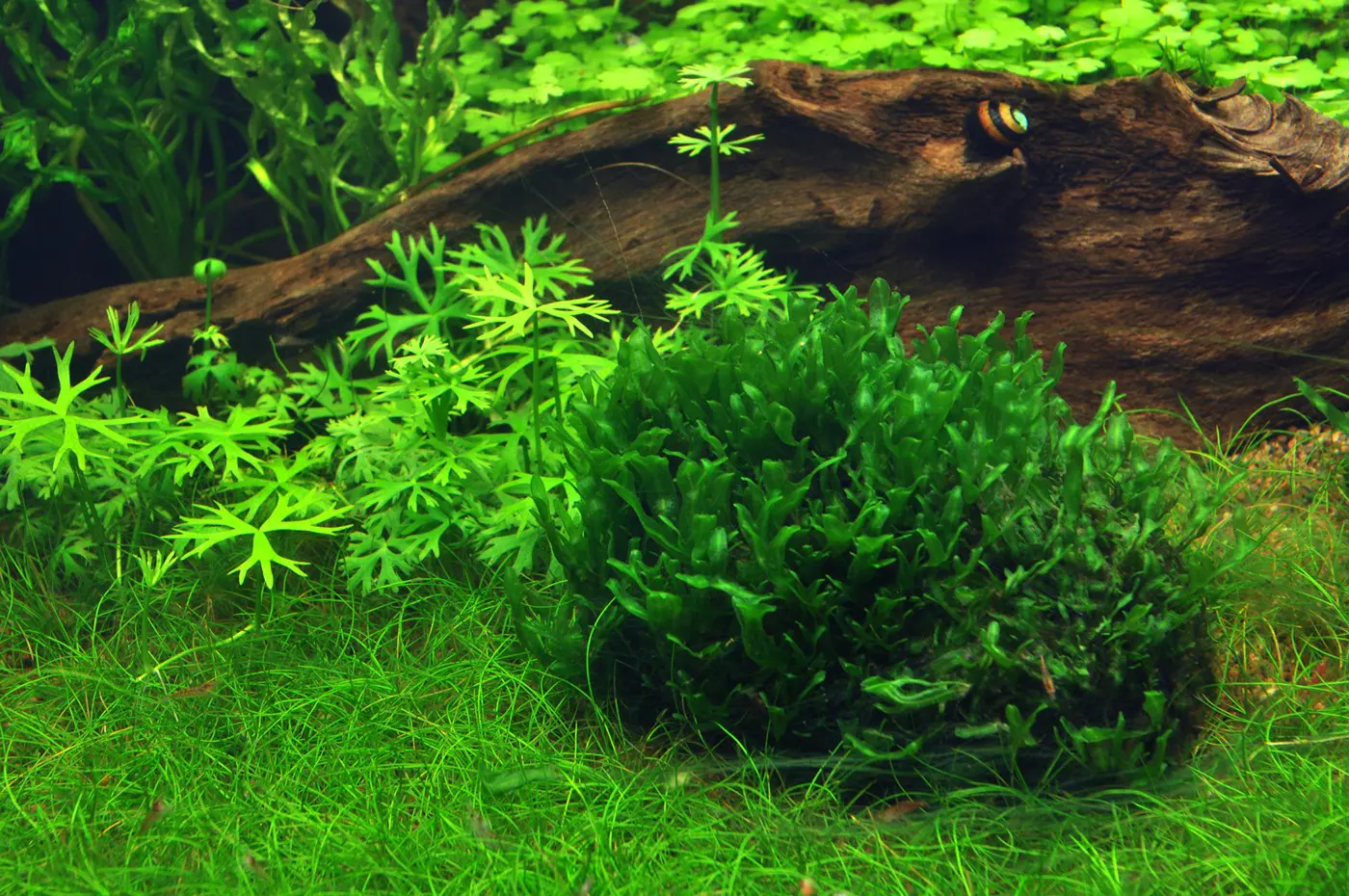 造景 35造景图片 5
