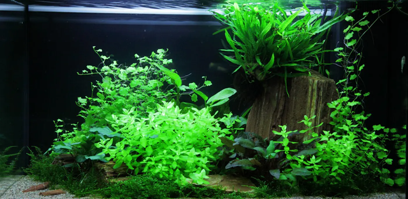造景 60