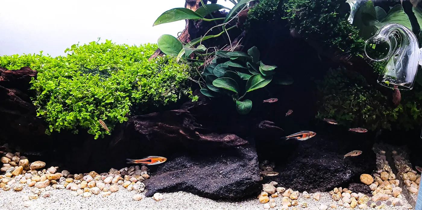 造景 127:随流而行造景图片 4