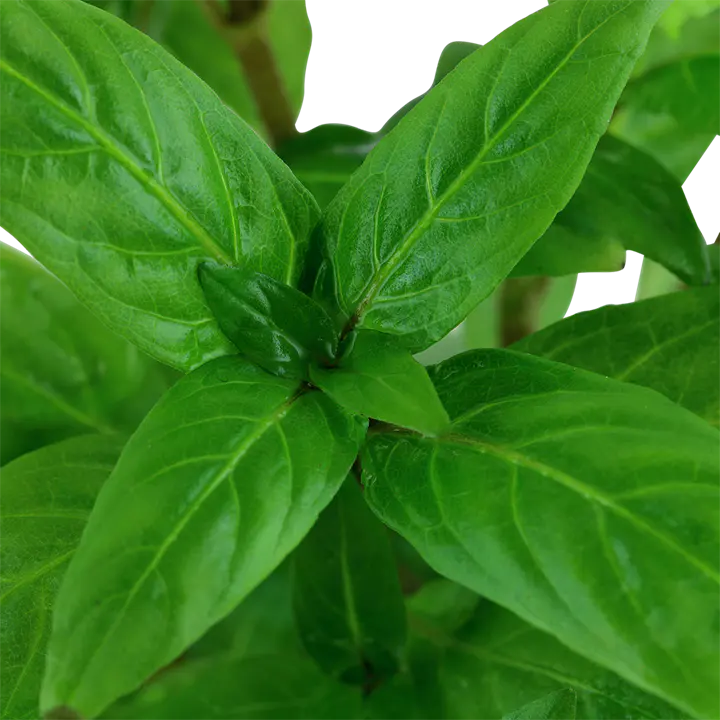 矮生叉柱花细节图 3