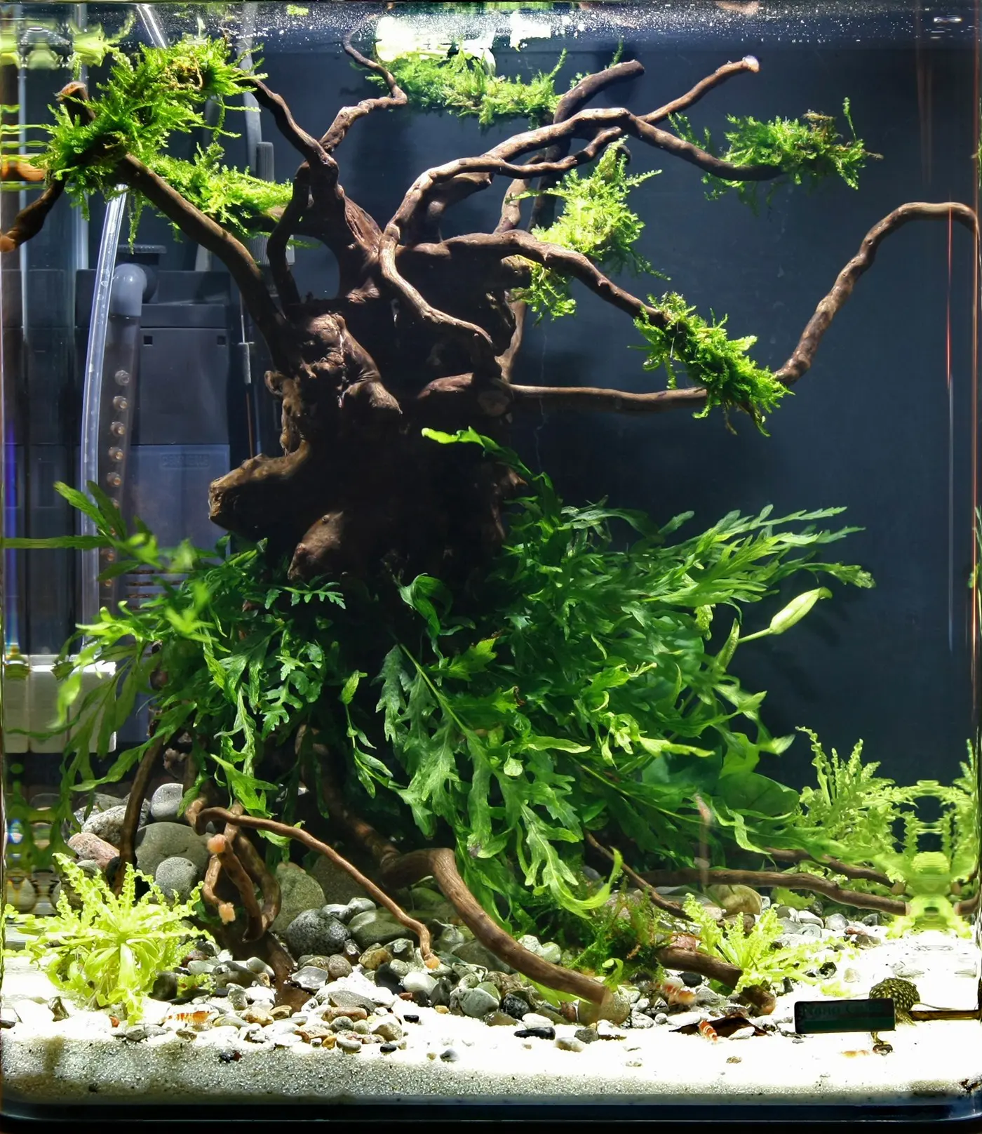 造景 29造景图片 2