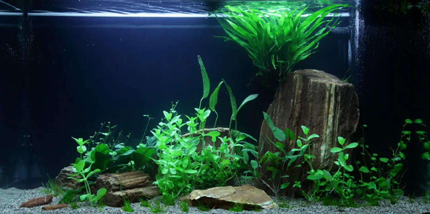 造景 60造景图片 2