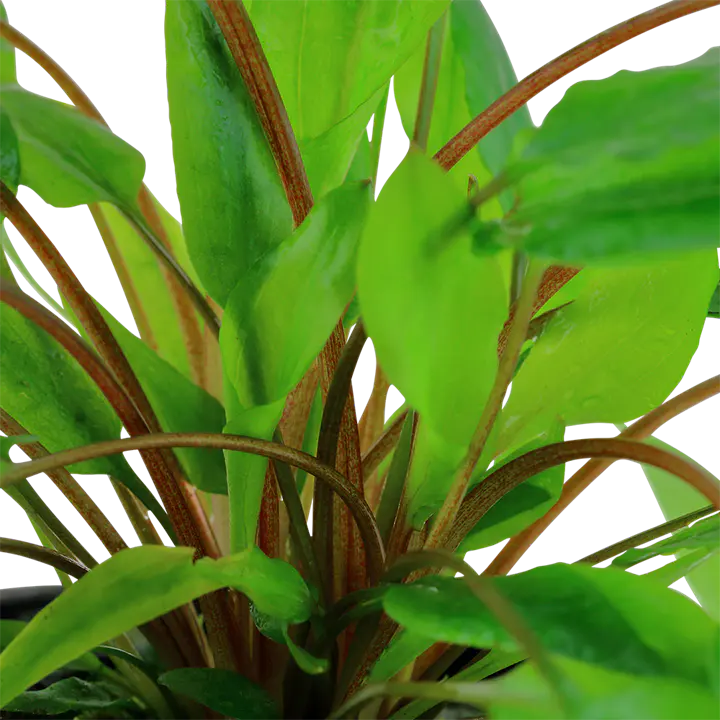 绿温蒂椒草细节图 2