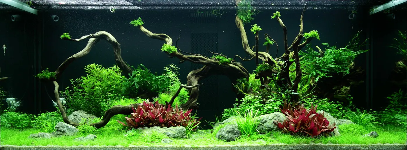 造景 96造景图片 5