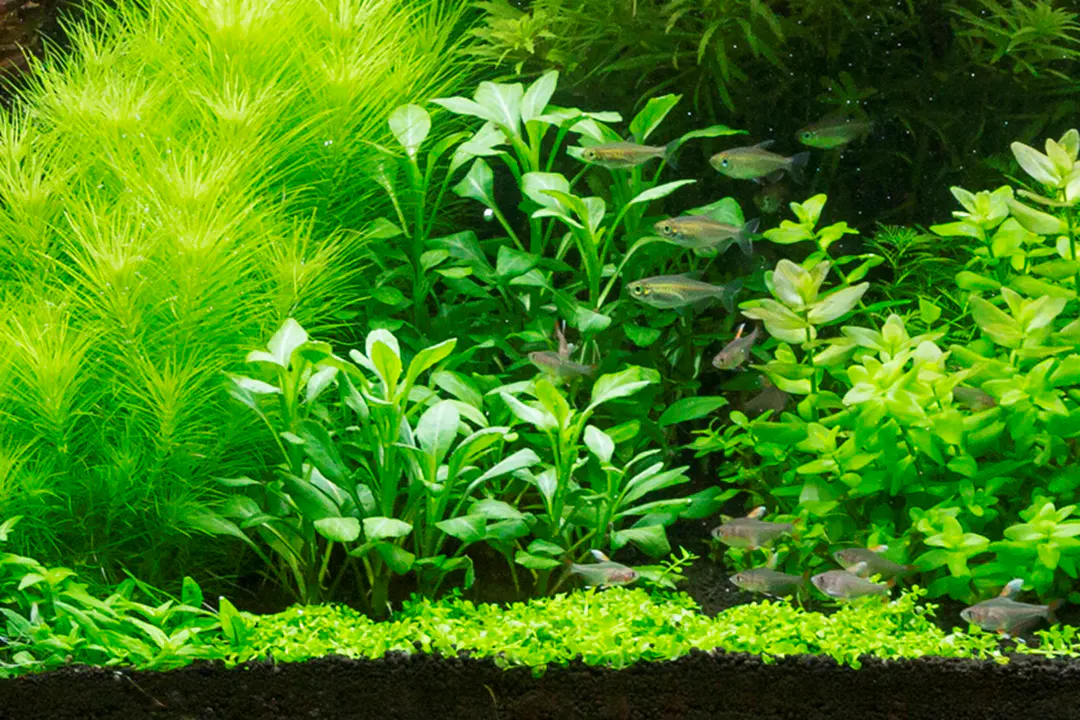 罗贝里细节图 4