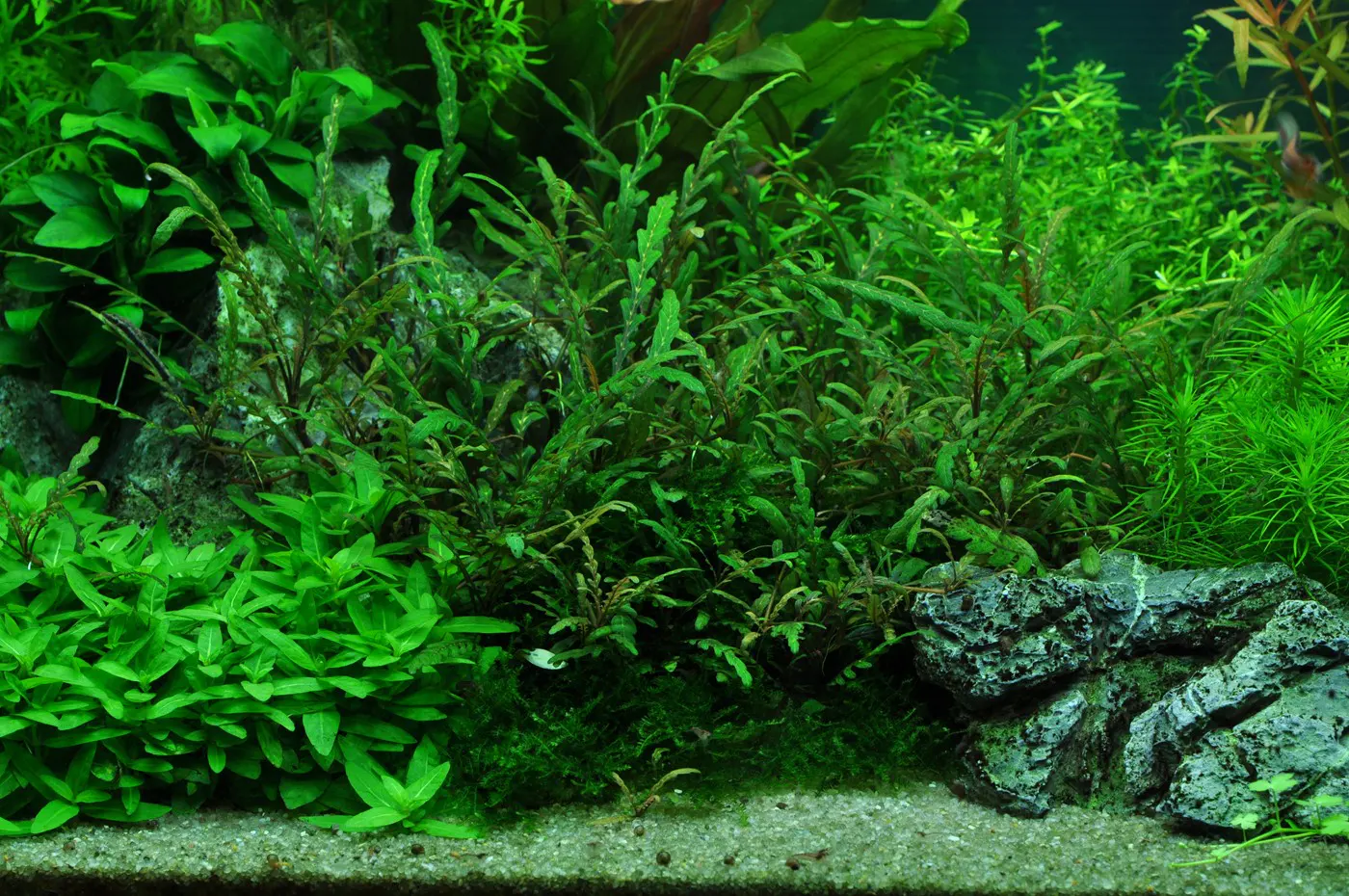 造景 40造景图片 3
