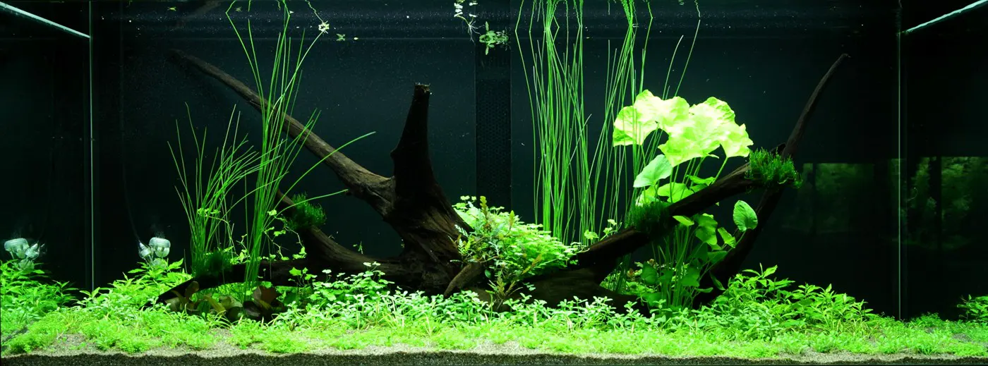 造景 97造景图片 5
