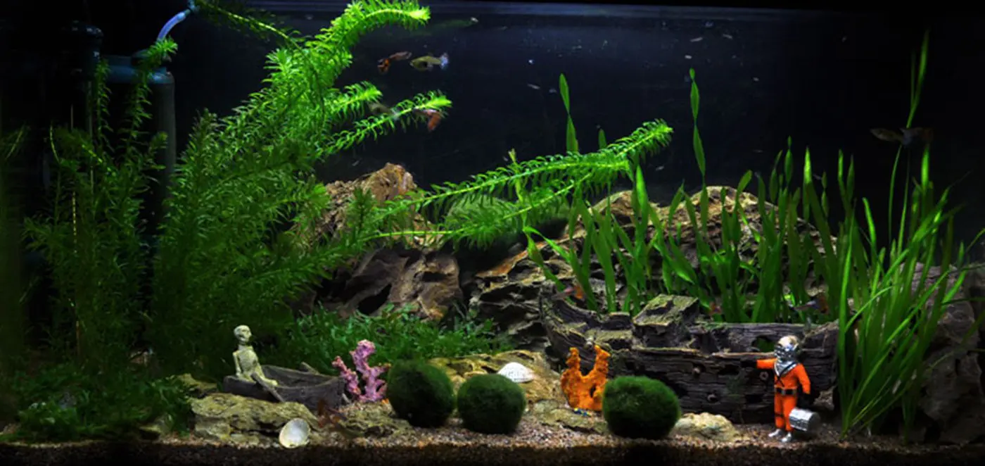 造景 15造景图片 5