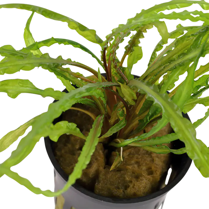 缎带椒草细节图 2