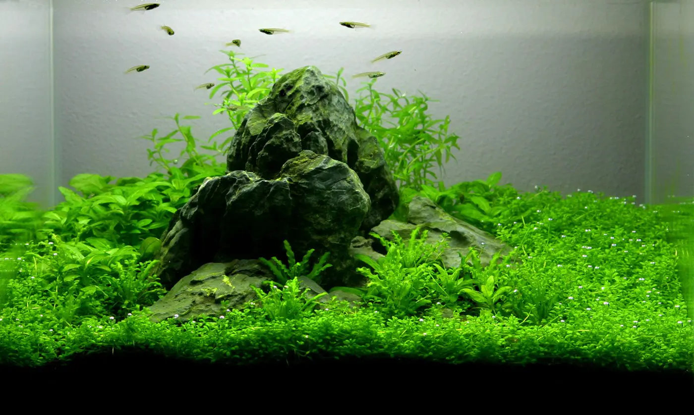 造景 5