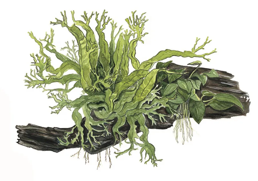 铁皇冠属水草