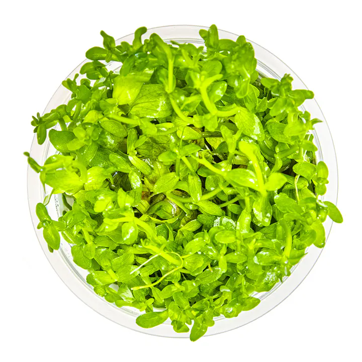 虎耳草细节图 2