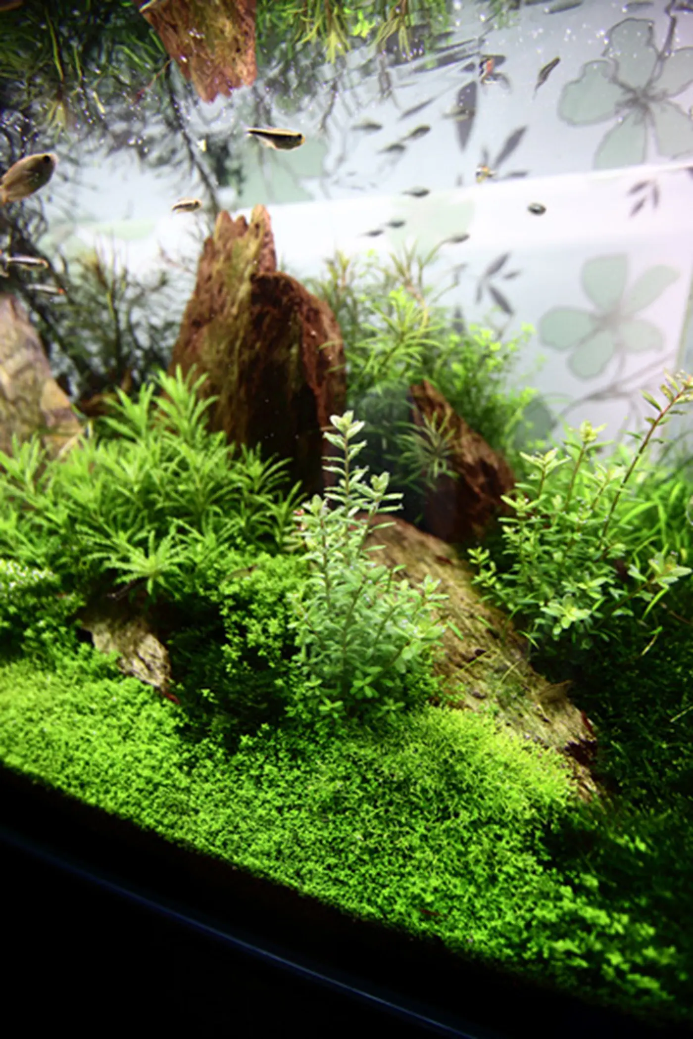 造景 44造景图片 3