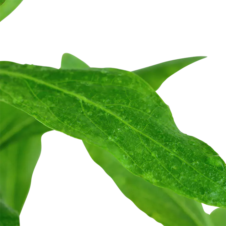 青叶草细节图 3