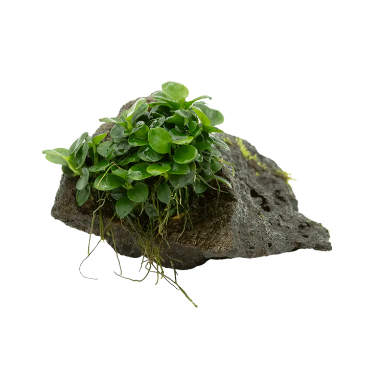 石附迷你金钱榕