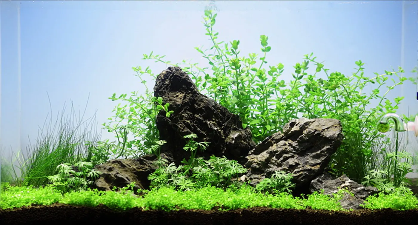 造景 26造景图片 2