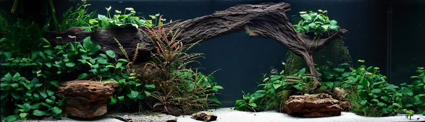 造景 27造景图片 5
