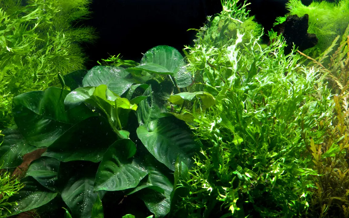 铁皇冠属水草细节图 3