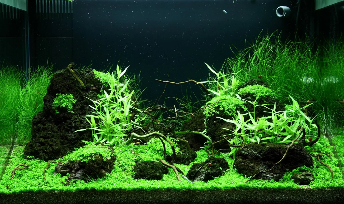 造景 99造景图片 6