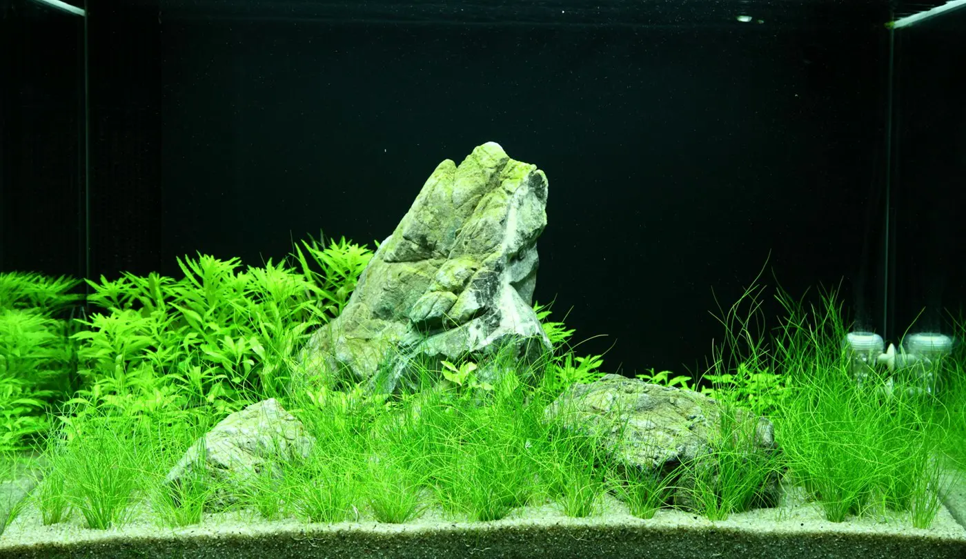 造景 100造景图片 4