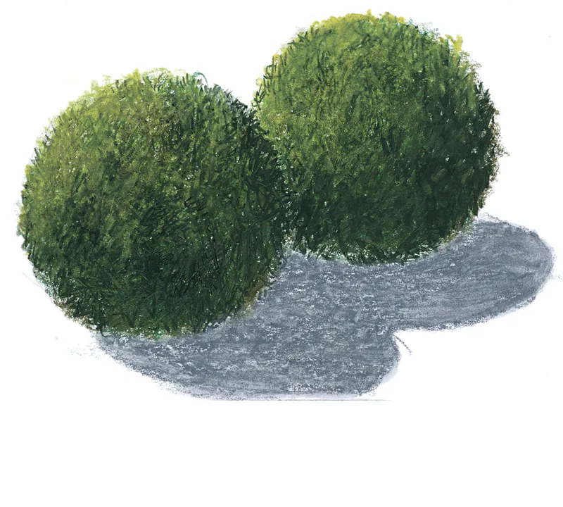 海藻球