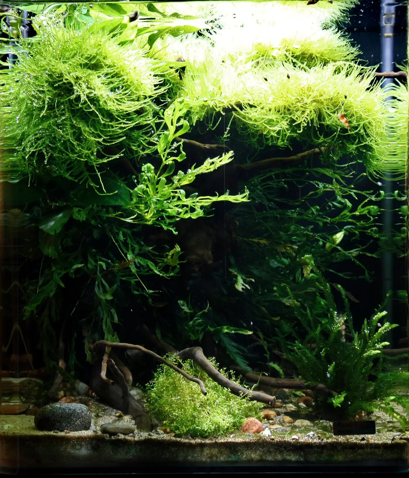 造景 29造景图片 4