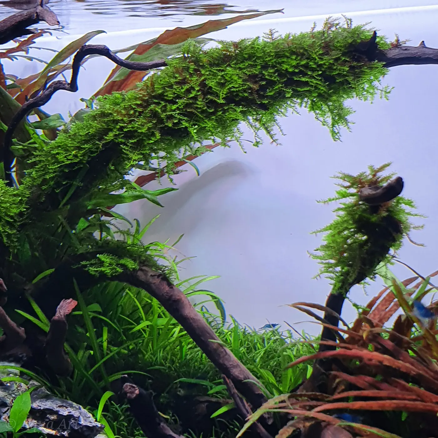 造景 120：绿河造景图片 15