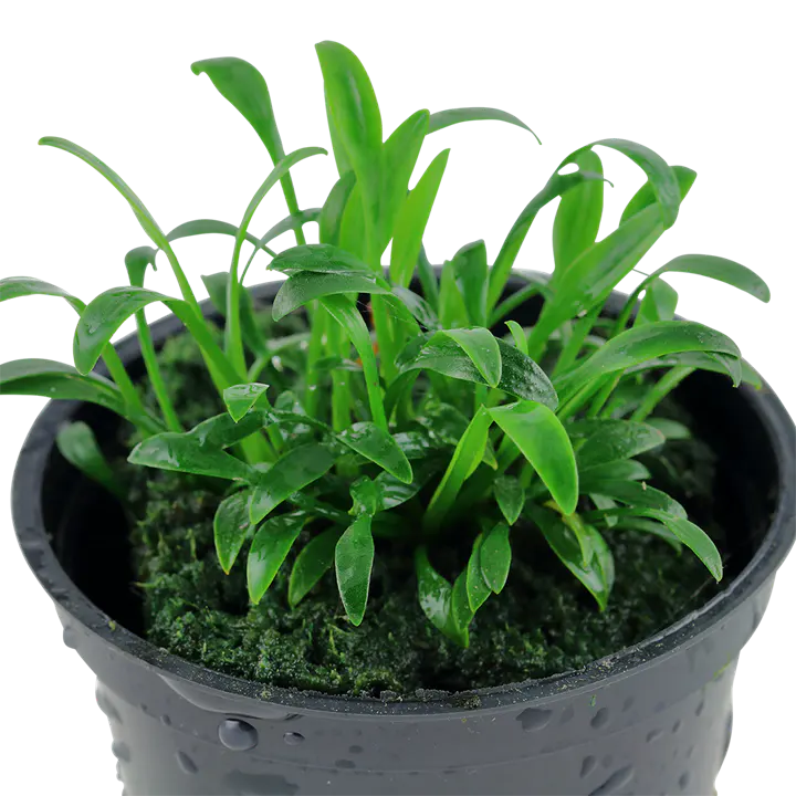 迷你椒草细节图 2