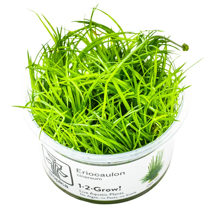 小谷精草细节图 1