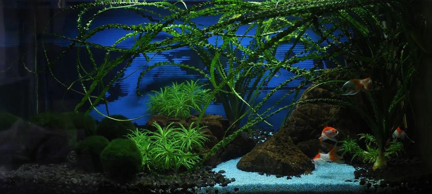 造景 24造景图片 3