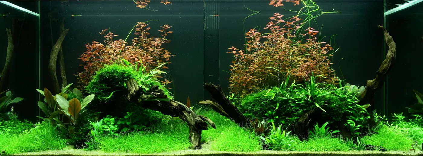 造景 95造景图片 8